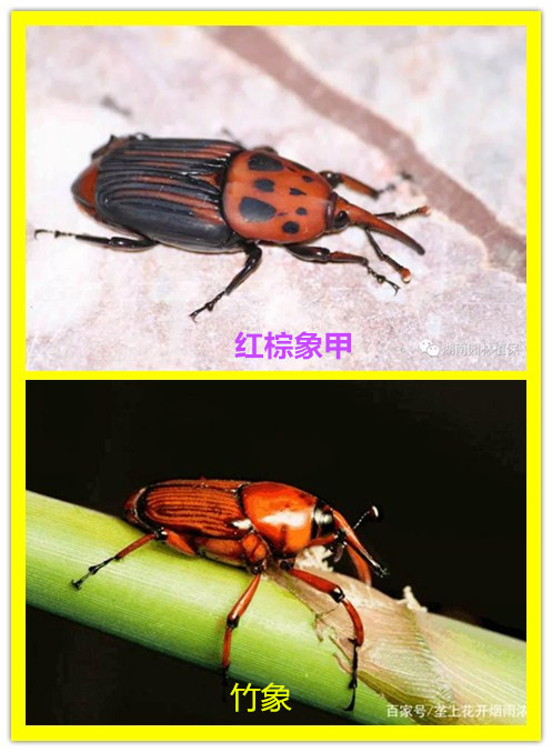 210308经营养殖“竹虫”“东亚飞蝗”不可取! (1).jpg