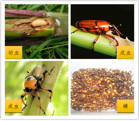 210308经营养殖“竹虫”“东亚飞蝗”不可取! (3).jpg