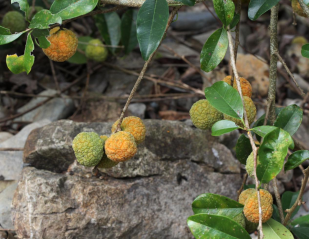 250106加强种质资源保护,夯实生态文明基础——﻿开云电竞官方网站自然资源局召开种质资源调查考察现场会 (4).png