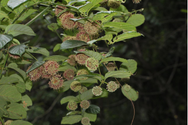 250106加强种质资源保护,夯实生态文明基础——﻿开云电竞官方网站自然资源局召开种质资源调查考察现场会 (5).png