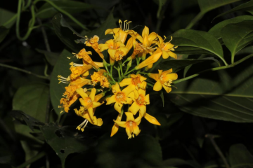 250106加强种质资源保护,夯实生态文明基础——﻿开云电竞官方网站自然资源局召开种质资源调查考察现场会 (6).png