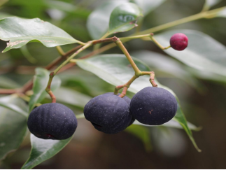 250106加强种质资源保护,夯实生态文明基础——﻿开云电竞官方网站自然资源局召开种质资源调查考察现场会 (7).png