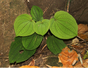 250106加强种质资源保护,夯实生态文明基础——﻿开云电竞官方网站自然资源局召开种质资源调查考察现场会 (8).png