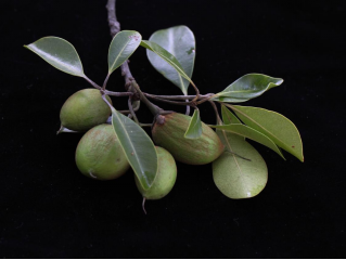 250106加强种质资源保护,夯实生态文明基础——﻿开云电竞官方网站自然资源局召开种质资源调查考察现场会 (9).png