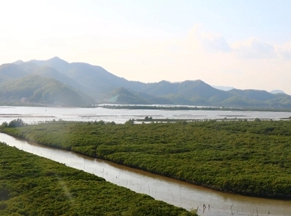 250108再创佳绩！江门3处红树林湿地入选省级重要湿地 (2).jpg