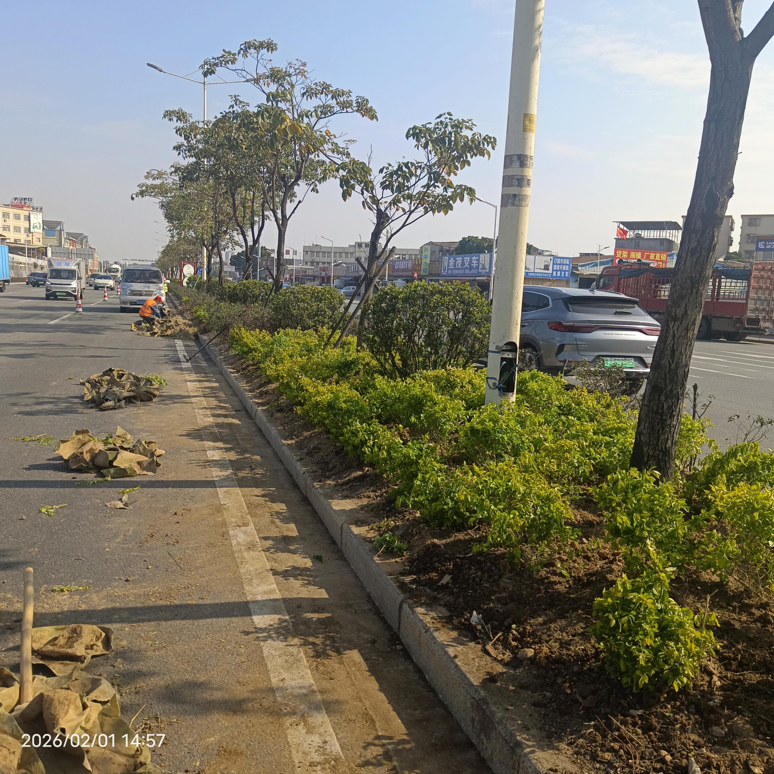 G240江门大道补种灌木.jpg